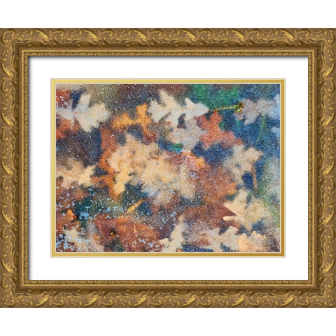 Canada-Manitoba-Winnipeg Autumn leaves frozen in ice Gold Ornate Wood Framed Art Print with Double Matting by Jaynes Gallery