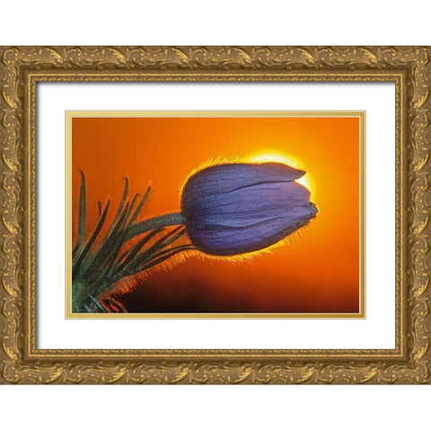 Canada-Manitoba-Winnipeg Prairie crocus backlit at sunrise Gold Ornate Wood Framed Art Print with Double Matting by Jaynes Gallery