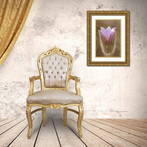 Canada-Manitoba-Mars Hill Wildlife Management Area Detail of prairie crocus flower Gold Ornate Wood Framed Art Print with Double Matting by Jaynes Gallery