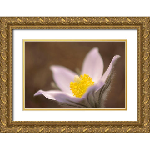 Canada-Manitoba-Mars Hill Wildlife Management Area Detail of prairie crocus flower Gold Ornate Wood Framed Art Print with Double Matting by Jaynes Gallery