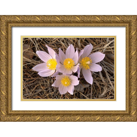 Canada-Manitoba-Mars Hill Wildlife Management Area Close-up of prairie crocus flowers Gold Ornate Wood Framed Art Print with Double Matting by Jaynes Gallery