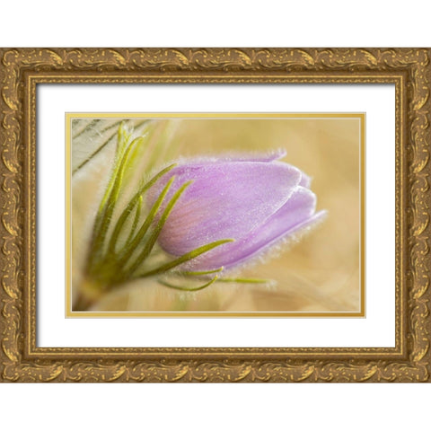 Canada-Manitoba-Winnipeg Close-up of prairie crocus flower Gold Ornate Wood Framed Art Print with Double Matting by Jaynes Gallery