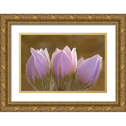 Canada-Manitoba-Mars Hill Wildlife Management Area Close-up of prairie crocus flowers Gold Ornate Wood Framed Art Print with Double Matting by Jaynes Gallery