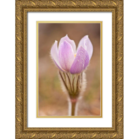 Canada-Manitoba-Sandilands Provincial Forest Prairie crocus flower close-up Gold Ornate Wood Framed Art Print with Double Matting by Jaynes Gallery