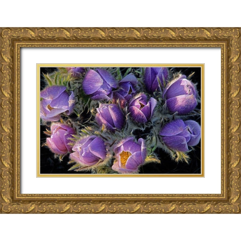 Canada-Manitoba-Sandilands Provincial Forest Prairie crocus flowers close-up Gold Ornate Wood Framed Art Print with Double Matting by Jaynes Gallery
