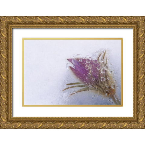 Canada-Manitoba-Sandilands Provincial Forest Prairie crocus flowers close-up through window Gold Ornate Wood Framed Art Print with Double Matting by Jaynes Gallery