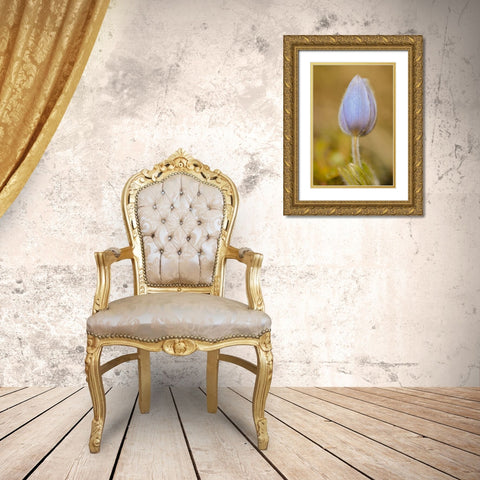Canada-Manitoba-Libau Prairie crocus flower close-up Gold Ornate Wood Framed Art Print with Double Matting by Jaynes Gallery