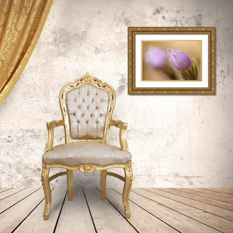 Canada-Manitoba-Libau Prairie crocus flower close-up Gold Ornate Wood Framed Art Print with Double Matting by Jaynes Gallery