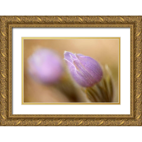 Canada-Manitoba-Libau Prairie crocus flower close-up Gold Ornate Wood Framed Art Print with Double Matting by Jaynes Gallery