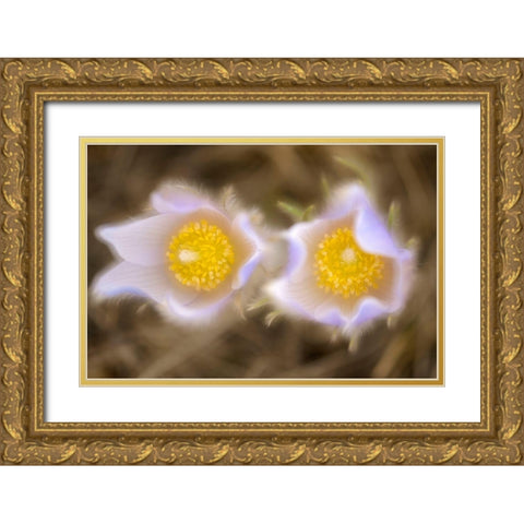 Canada-Manitoba-Winnipeg Close-up of prairie crocus flowers Gold Ornate Wood Framed Art Print with Double Matting by Jaynes Gallery
