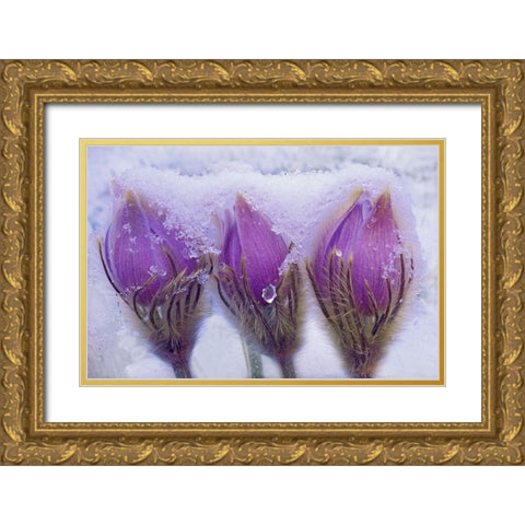 Canada-Manitoba-Sandilands Provincial Forest Prairie crocus flowers in late snow Gold Ornate Wood Framed Art Print with Double Matting by Jaynes Gallery