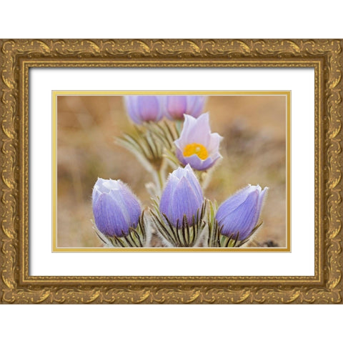 Canada-Manitoba Prairie crocus flowers close-up Gold Ornate Wood Framed Art Print with Double Matting by Jaynes Gallery