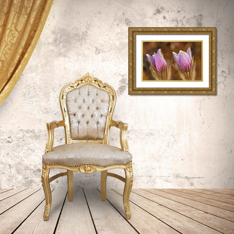Canada-Manitoba-Sandilands Provincial Forest Prairie crocus flowers close-up Gold Ornate Wood Framed Art Print with Double Matting by Jaynes Gallery