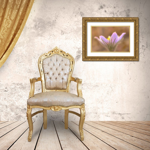 Canada-Manitoba-Libau Prairie crocus flower close-up Gold Ornate Wood Framed Art Print with Double Matting by Jaynes Gallery
