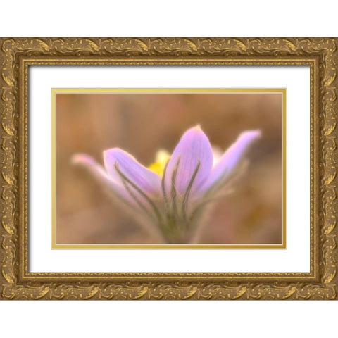 Canada-Manitoba-Libau Prairie crocus flower close-up Gold Ornate Wood Framed Art Print with Double Matting by Jaynes Gallery