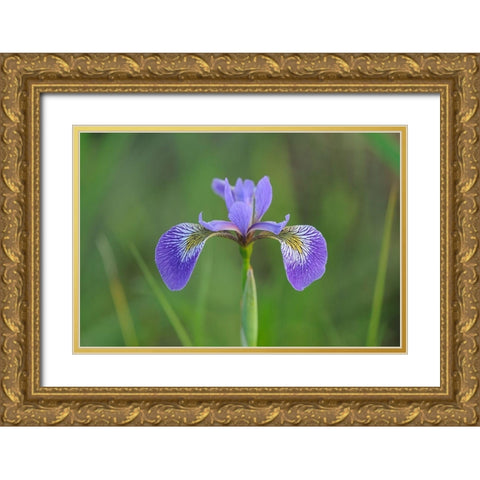 Canada-Manitoba-Whiteshell Provincial Park Blue flag iris in field Gold Ornate Wood Framed Art Print with Double Matting by Jaynes Gallery