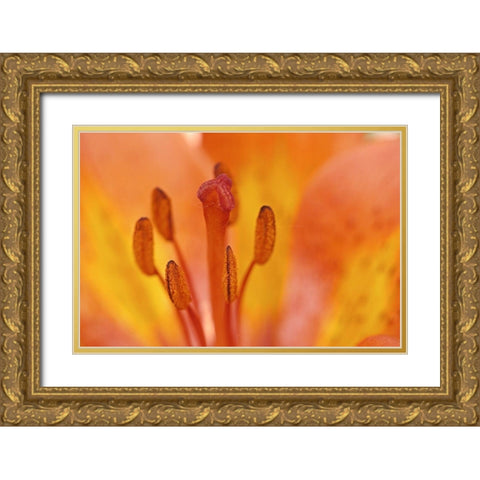 Canada-Manitoba-Tall-grass Prairie Preserve Wood lily detail Gold Ornate Wood Framed Art Print with Double Matting by Jaynes Gallery