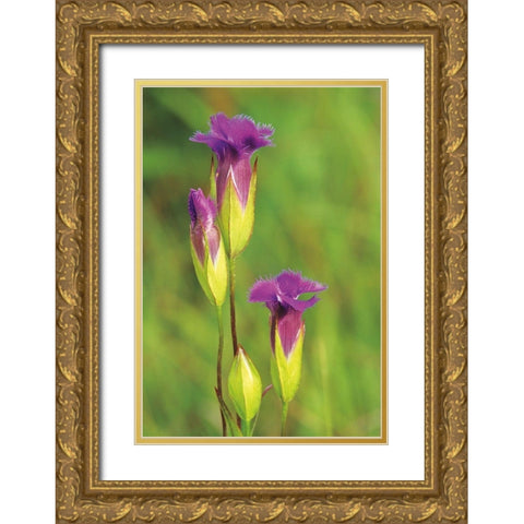 Canada-Manitoba-Tall-grass Prairie Preserve Fringed gentian flowers close-up Gold Ornate Wood Framed Art Print with Double Matting by Jaynes Gallery