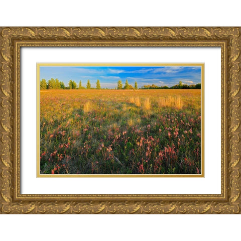 Canada-Manitoba-Birds Hill Provincial Park Three-flowered avens flowers and seed heads in field Gold Ornate Wood Framed Art Print with Double Matting by Jaynes Gallery