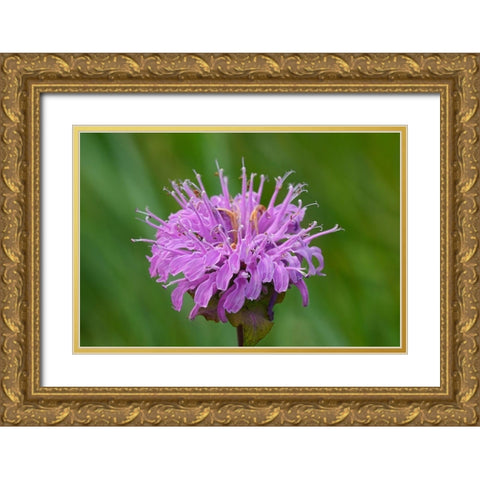 Canada-Manitoba-Winnipeg Wild bergamot flower close-up Gold Ornate Wood Framed Art Print with Double Matting by Jaynes Gallery