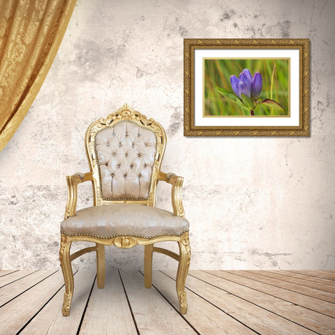 Canada-Manitoba-Tall-grass Prairie Preserve Closed gentian flower close-up Gold Ornate Wood Framed Art Print with Double Matting by Jaynes Gallery