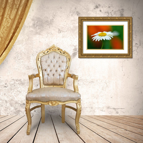 Canada-Manitoba-Winnipeg Common daisy flower close-up Gold Ornate Wood Framed Art Print with Double Matting by Jaynes Gallery