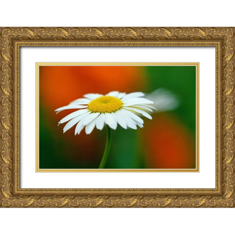 Canada-Manitoba-Winnipeg Common daisy flower close-up Gold Ornate Wood Framed Art Print with Double Matting by Jaynes Gallery