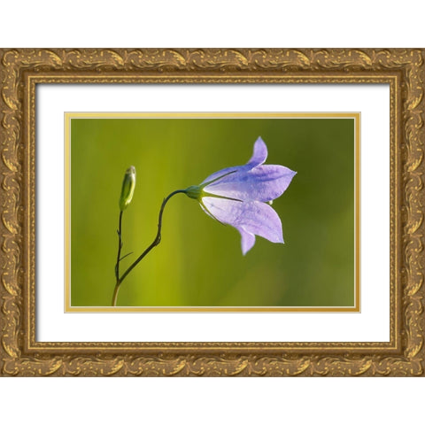 Canada-Manitoba-Winnipeg Close-up of harebells blossom Gold Ornate Wood Framed Art Print with Double Matting by Jaynes Gallery