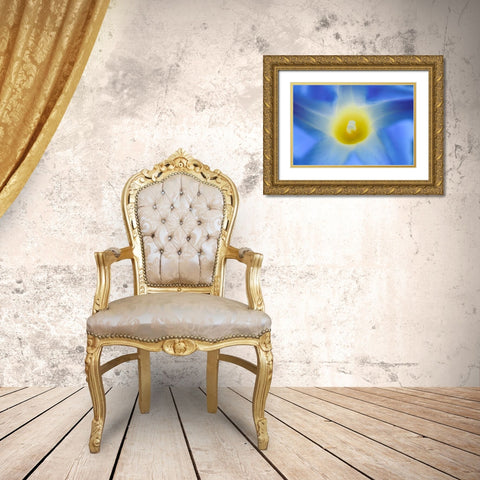 Canada-Manitoba-Winnipeg Morning glory blossom close-up Gold Ornate Wood Framed Art Print with Double Matting by Jaynes Gallery