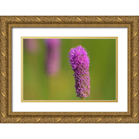 Canada-Manitoba-Winnipeg Purple prairie clover close-up Gold Ornate Wood Framed Art Print with Double Matting by Jaynes Gallery