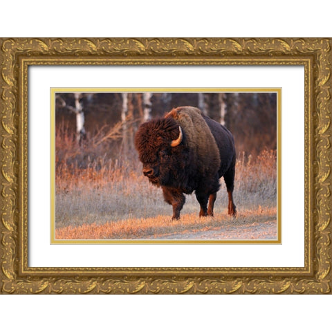 Canada-Manitoba-Riding Mountain National Park Close-up of male American plains bison Gold Ornate Wood Framed Art Print with Double Matting by Jaynes Gallery