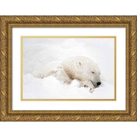 Canada-Manitoba-Churchill Polar bear sleeping in snow Gold Ornate Wood Framed Art Print with Double Matting by Jaynes Gallery