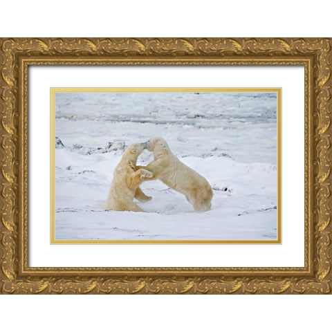 Canada-Manitoba-Churchill Young polar bears sparring Gold Ornate Wood Framed Art Print with Double Matting by Jaynes Gallery