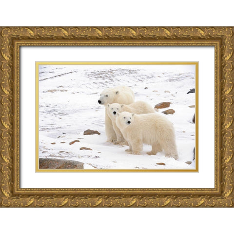 Canada-Manitoba-Churchill Mother polar bear and two cubs Gold Ornate Wood Framed Art Print with Double Matting by Jaynes Gallery