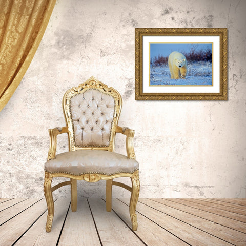 Canada-Manitoba-Churchill Polar bear walking on frozen tundra Gold Ornate Wood Framed Art Print with Double Matting by Jaynes Gallery