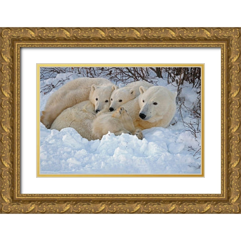 Canada-Manitoba-Churchill Mother polar bear with two cubs resting in snowbank at sunset Gold Ornate Wood Framed Art Print with Double Matting by Jaynes Gallery