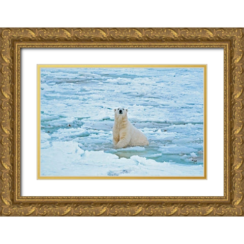 Canada-Manitoba-Churchill Polar bear in icy water Gold Ornate Wood Framed Art Print with Double Matting by Jaynes Gallery