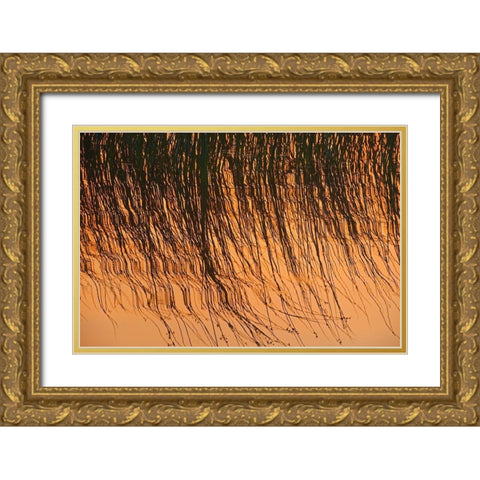 Canada-Manitoba-Riding Mountain National Park Close-up of reeds reflecting in Lake Audy at sunset Gold Ornate Wood Framed Art Print with Double Matting by Jaynes Gallery
