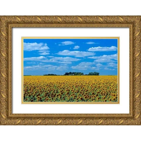 Canada-Manitoba-Altona Farm field with crop of sunflowers Gold Ornate Wood Framed Art Print with Double Matting by Jaynes Gallery