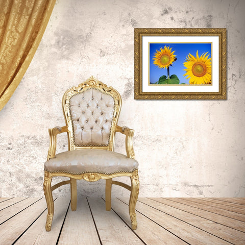 Canada-Manitoba-Altona Close-up of sunflowers Gold Ornate Wood Framed Art Print with Double Matting by Jaynes Gallery