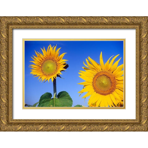 Canada-Manitoba-Altona Close-up of sunflowers Gold Ornate Wood Framed Art Print with Double Matting by Jaynes Gallery