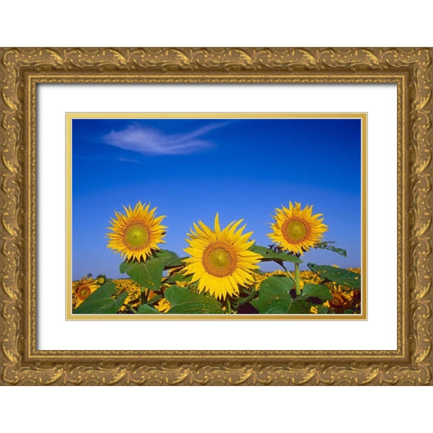 Canada-Manitoba-Altona Close-up of sunflowers Gold Ornate Wood Framed Art Print with Double Matting by Jaynes Gallery