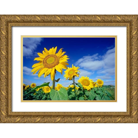 Canada-Manitoba-Altona Close-up of sunflowers Gold Ornate Wood Framed Art Print with Double Matting by Jaynes Gallery
