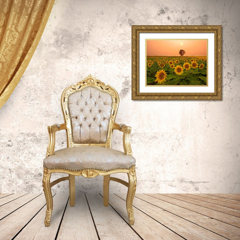 Canada- Manitoba- Dugald. Field of sunflowers and cottonwood tree at sunset. Gold Ornate Wood Framed Art Print with Double Matting by Jaynes Gallery