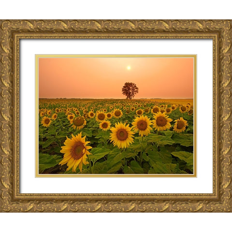 Canada- Manitoba- Dugald. Field of sunflowers and cottonwood tree at sunset. Gold Ornate Wood Framed Art Print with Double Matting by Jaynes Gallery