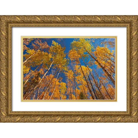 Canada- Manitoba- Duck Mountain Provincial Park. Yellow aspen trees leaves in autumn. Gold Ornate Wood Framed Art Print with Double Matting by Jaynes Gallery