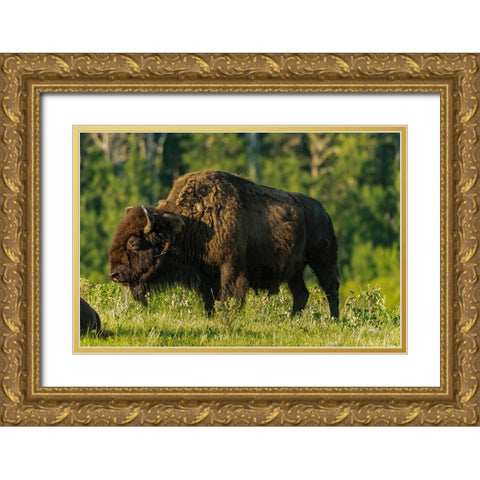 Canada- Manitoba- Riding Mountain National Park. Plains bison adult standing in grass. Gold Ornate Wood Framed Art Print with Double Matting by Jaynes Gallery