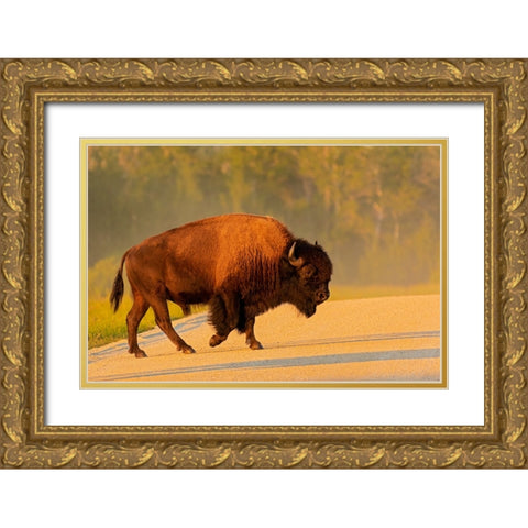 Canada- Manitoba- Riding Mountain National Park. Plains bison adult crossing road. Gold Ornate Wood Framed Art Print with Double Matting by Jaynes Gallery