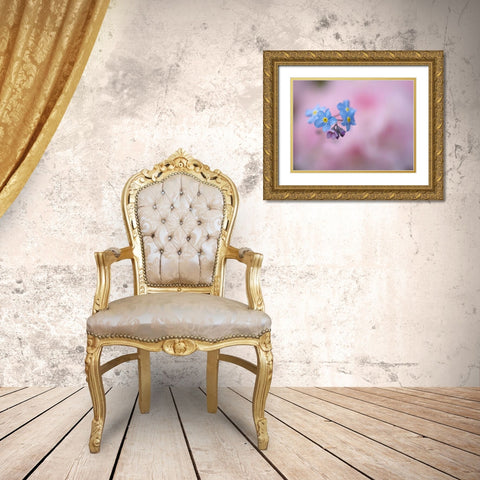 Canada, New Brunswick Forget-me-not flowers Gold Ornate Wood Framed Art Print with Double Matting by Anon, Ellen