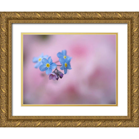 Canada, New Brunswick Forget-me-not flowers Gold Ornate Wood Framed Art Print with Double Matting by Anon, Ellen